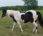 Classy is a Black & White Homozygous Tobiano