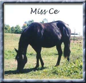 Miss Ce is a granddaugher of Poco Bueno