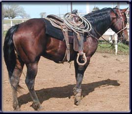 Amigo, Breeding Stallion