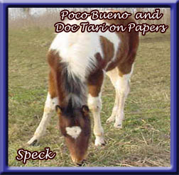 Speck - Bay & White Tobiano!