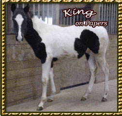 Murphy - Black & White Tobiano!