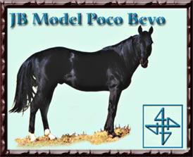 JB Model Poco Bevo