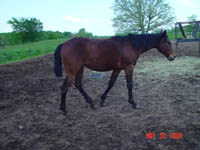 Bay Continental Jester INCENTIVE FUND Filly out of Poco Miss Lily 4444 ~ King on Papers and Continental King on Papers TWICE ~ Click picture for Ali's Pedigree (FOR SALE)