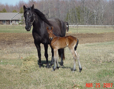 Newborn ~ Bay Continental Jester Filly out of Poco Miss Lily 4444 ~ King on Papers and Continental King on Papers TWICE ~ Click picture for Alli's Pedigree (FOR SALE)