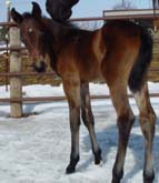 031108 Bay Mi Optimo Amigo Poco Filly out of Poco Miss Lily 4444 ~ Poco Bueno on Papers and Continental King on Papers ~ Click picture for Armella's Pedigree (FOR SALE)