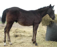 010509 Black JB Model Poco Bevo Colt out of Mosbys Magic Miracle ~ Poco Bueno and Doc Tari on Papers ~ Mosby grandson ~ Click picture for Barack's Pedigree (87% per NFQHA ~ FOR SALE)