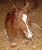 031808 Sorrel JB Model Poco Bevo Filly out of Uno Dos Tres 4444 ~ Poco Bueno and Doc Tari on Papers ~ Hotrod Holi granddaughter ~ Click picture for Beauty's Pedigree (FOR SALE)