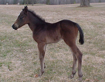 Newborn ~ Brown Mi Optimo Amigo Poco Filly out of JB Poco Miss Bevo Ce ~ Poco Bueno on Papers TWICE ~ Click picture for Becca's Pedigree