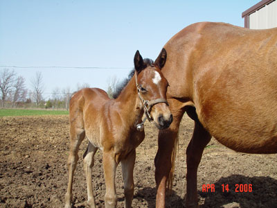 Newborn ~ Bay JB Model Poco Bevo Filly out of Mosbys Magic Miracle ~ Poco Bueno and Doc Tari on Papers ~ Mosby granddaughter ~ Click picture for Belle's Pedigree (FOR SALE)