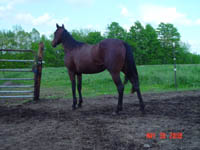 Bay JB Model Poco Bevo Filly out of Mosbys Magic Miracle ~ Poco Bueno and Doc Tari on Papers ~ Mosby granddaughter ~ Click picture for Belle's Pedigree (FOR SALE)