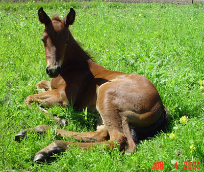 Newborn ~ Bay Mi Optimo Amigo Poco Filly out of Kings Cindy Bailey ~ Poco Bueno and King on Papers ~ Click picture for Cien's Pedigree (Not for Sale)