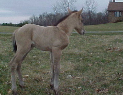 Newborn ~ Grullo JB Model Poco Bevo Colt out of Uno Dos Tres 4444 ~ Poco Bueno and Doc Tari on Papers ~ Hotrod Holi grandson ~ Click picture for Clyde's Pedigree (FOR SALE)