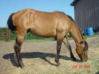 Dun JB Model Poco Bevo Colt out of Uno Dos Tres 4444 ~ Poco Bueno and Doc Tari on Papers ~ Hotrod Holi grandson ~ Click picture for Clyde's Pedigree (FOR SALE)