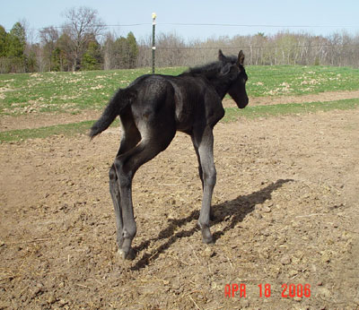 Black Continental Jester INCENTIVE FUND Colt out of Midnight Maddness ~ King and Poco Bueno on Papers ~ Click picture for Coal's Pedigree (SOLD)