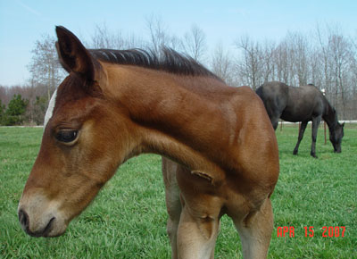 Newborn ~ Bay Continental Jester Colt out of Cyndi Loper 4444 ~ King on Papers and Continental King on Papers TWICE ~ Click picture for Deduction's Pedigree (FOR SALE)