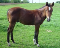 Bay Continental Jester INCENTIVE FUND Colt out of Cyndi Loper 4444 ~ King on Papers and Continental King on Papers TWICE ~ Click picture for Deduction's Pedigree (FOR SALE)