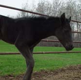 042408 Jet Black JB Model Poco Bevo Filly out of Midnight Maddness ~ Poco Bueno on Papers twice ~ Click picture for Ebony's Pedigree (FOR SALE)