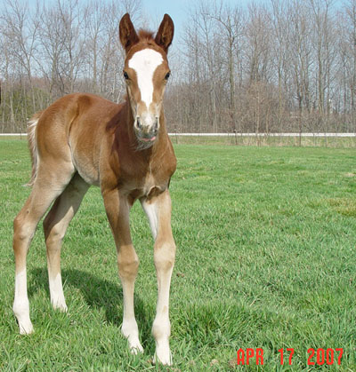 Newborn ~ Sorrel JB Model Poco Bevo Colt out of Midnight Maddness ~ Poco Bueno on Papers twice ~ Click picture for Egore's Pedigree (FOR SALE)