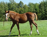Chestnut JB Model Poco Bevo Colt out of Midnight Maddness ~ Poco Bueno on Papers twice ~ Click picture for Egore's Pedigree (FOR SALE)