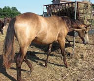 050508 Buckskin Filly by A True Hundred 4444 out of Mi Poco Mo 4444 ~ 100% foundation (FOR SALE)