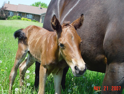 Newborn ~ Continental Jester Filly out of Mi Poco Corazon 4444 ~ King on Papers ~ 99% Foundation (NFQHA) ~ Click picture for Fenella's Pedigree (FOR SALE)