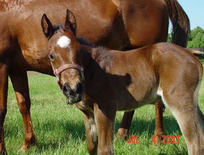 Born 7/4 ~ Bay JB Model Poco Bevo Filly out of Mosbys Magic Miracle ~ Poco Bueno and Doc Tari on Papers ~ Mosby granddaughter ~ Click picture for Glory's Pedigree (FOR SALE)