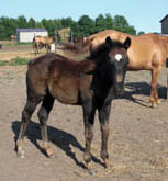 042509 JB Model Poco Bevo out of Uno Dos Tres 4444 ~  on Papers ~ Click picture for Pedigree (90% per NFQHA ~ FOR SALE)