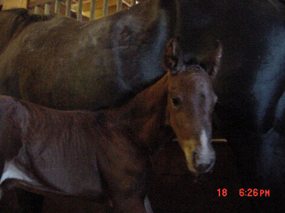 Newborn ~ Continental Jester Filly out of Mi Poco Mo 4444 ~ King on Papers ~ 99% Foundation (NFQHA) ~ Click picture for Goober's Pedigree (FOR SALE)