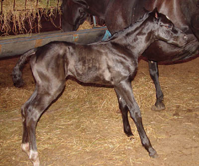 Born 7/7 ~ Black  JB Model Poco Bevo colt out of Poco Isabel ~ Poco Bueno on Papers Twice ~ Click picture for Handsome's Pedigree (FOR SALE)
