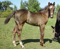 Born 7/7 ~ Black JB Model Poco Bevo colt out of Poco Isabel ~ Poco Bueno on Papers Twice ~ Click picture for Handsome's Pedigree (FOR SALE)