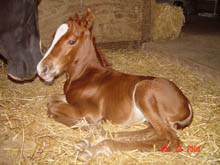 072308 Sorrel Colt by Mi Optimo Amigo Poco out of Jolenes Blunder ~ Poco on Papers twice ~ Click picture for Harley's pedigree (FOR SALE)