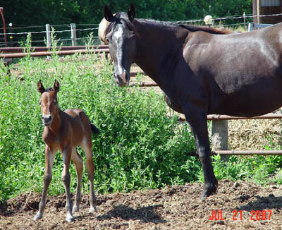 Born 7/21 ~ Bay  Mi Optimo Amigo Poco filly out of Contnentl Loper 4444 ~ Poco Bueno and Continental King on Papers ~ Click picture for Itty Bitty's Pedigree (NOT FOR SALE)
