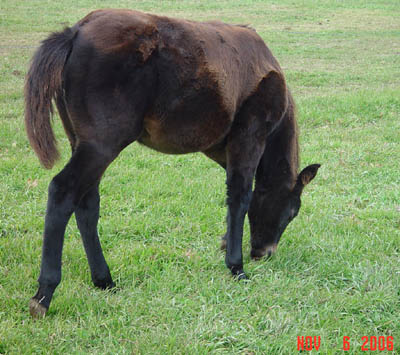 Born 6/9 ~ Black Continental Jester INCENTIVE FUND Filly out of Poco Isabel ~ King and Poco Bueno on Papers ~ Click picture for Marin's Pedigree (This is my granddaughter's filly!)