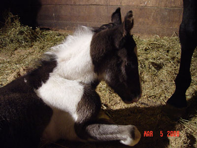 Newborn ~ OUTSIDE BREEDING! Black Tobiano Colt out of JB'S Poco Miss Spirit (gone to Horsey Heaven - incomplete Spinal Cord - what a tough way to start the foaling year; Opie's dam, Spirit, has been Sold - Thanks, Marsha!)