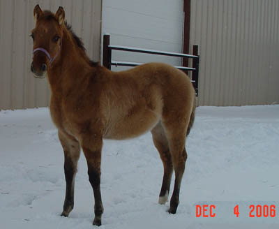 Born 7/13 ~ Dun  Continental Jester Colt out of Great Discount ~ King on Papers ~ 98% Foundation (NFQHA) ~ Click picture for Peabody's Pedigree (FOR SALE)