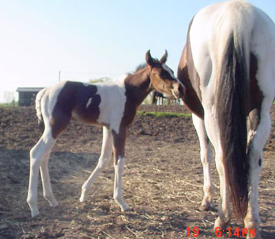 Bay Tobiano Continental Jester Colt out of Skippers Sweet Bug ~ King and Continental King on Papers ~ Click picture for Quill's Pedigree (Mare & Foal both Sold - Thanks, Marsha)