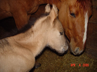 Newborn ~ Grullo JB Model Poco Bevo Colt out of Uno Dos Tres 4444 ~ Poco Bueno and Doc Tari on Papers ~ Hotrod Holi grandson ~ Click picture for Ripple's Pedigree (FOR SALE)