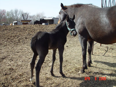 Black Continental Jester INCENTIVE FUND Filly out of Mi Poco Corazon 4444 ~ King on Papers ~ 99% Foundation (NFQHA) ~ Click picture for Roca's Pedigree (SOLD)