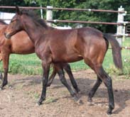 032709 Bay Continental Dun 4444 filly out of Poco Miss Lily 4444 ~ Continental King on Papers Twice (25%) ~ Click picture for 's Pedigree (97% per NFQHA ~ FOR SALE)