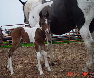 Bay Tobiano Continental Jester Filly out of Sheza Classic Hy ~ King and Continental King on Papers ~ Click picture for Splash's Pedigree (Mare & Foal both Sold - Thanks, Marsha)