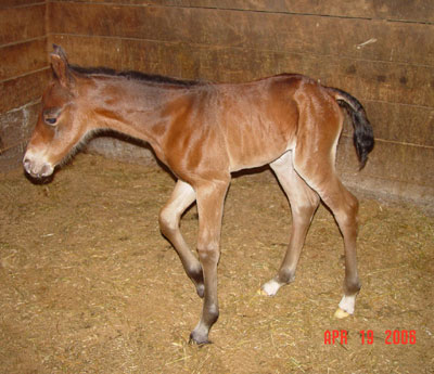Newborn ~ Bay Continental Jester Filly out of Cyndi Loper 4444 ~ King on Papers and Continental King on Papers TWICE ~ Click picture for Sweetness' Pedigree (FOR SALE)
