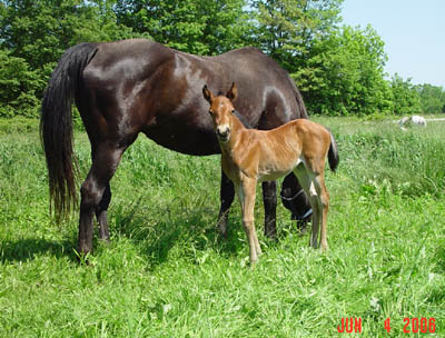 Newborn ~ Bay Mi Optimo Amigo Poco Filly out of Jolenes Blunder ~ Poco Bueno on Papers TWICE ~ Click picture for Tiny's Pedigree (FOR SALE)