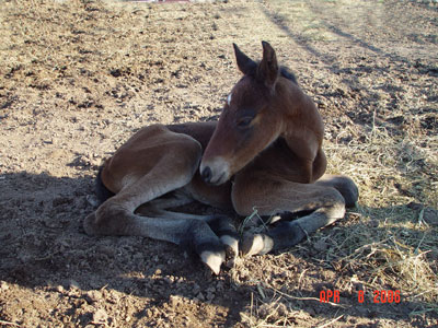 Newborn ~ Bay Continental Jester Filly out of Poco Miss Lily 4444 ~ King on Papers and Continental King on Papers TWICE ~ Click picture for Zena's Pedigree (FOR SALE)
