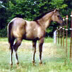 Ducks foal