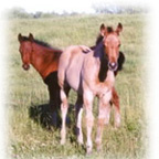 Duck Foal